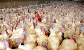 Massentierhaltung Pute / Intensiv livestock farming